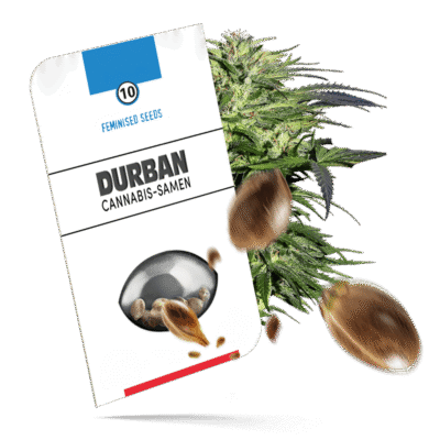 Durban Samen - Feminisiert - Sensi Seeds