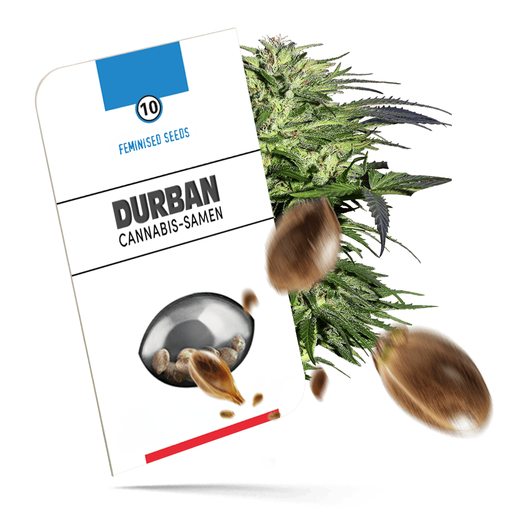 Durban Samen - Feminisiert - Sensi Seeds