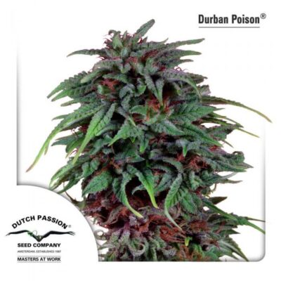 Durban Poison - Dutch Passion - Alchimia