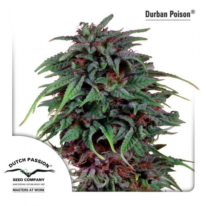 Durban Poison - Dutch Passion - Alchimia