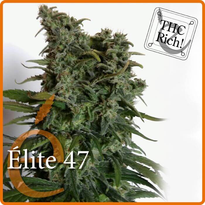 Elite 47 - Alchimia