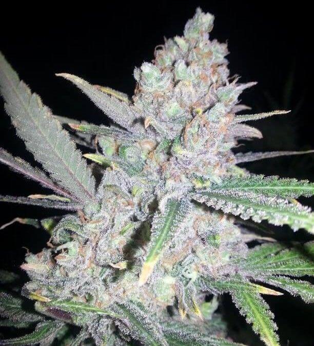 Fast Mass Haze - Alchimia