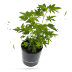 Gelato #45 Steckling