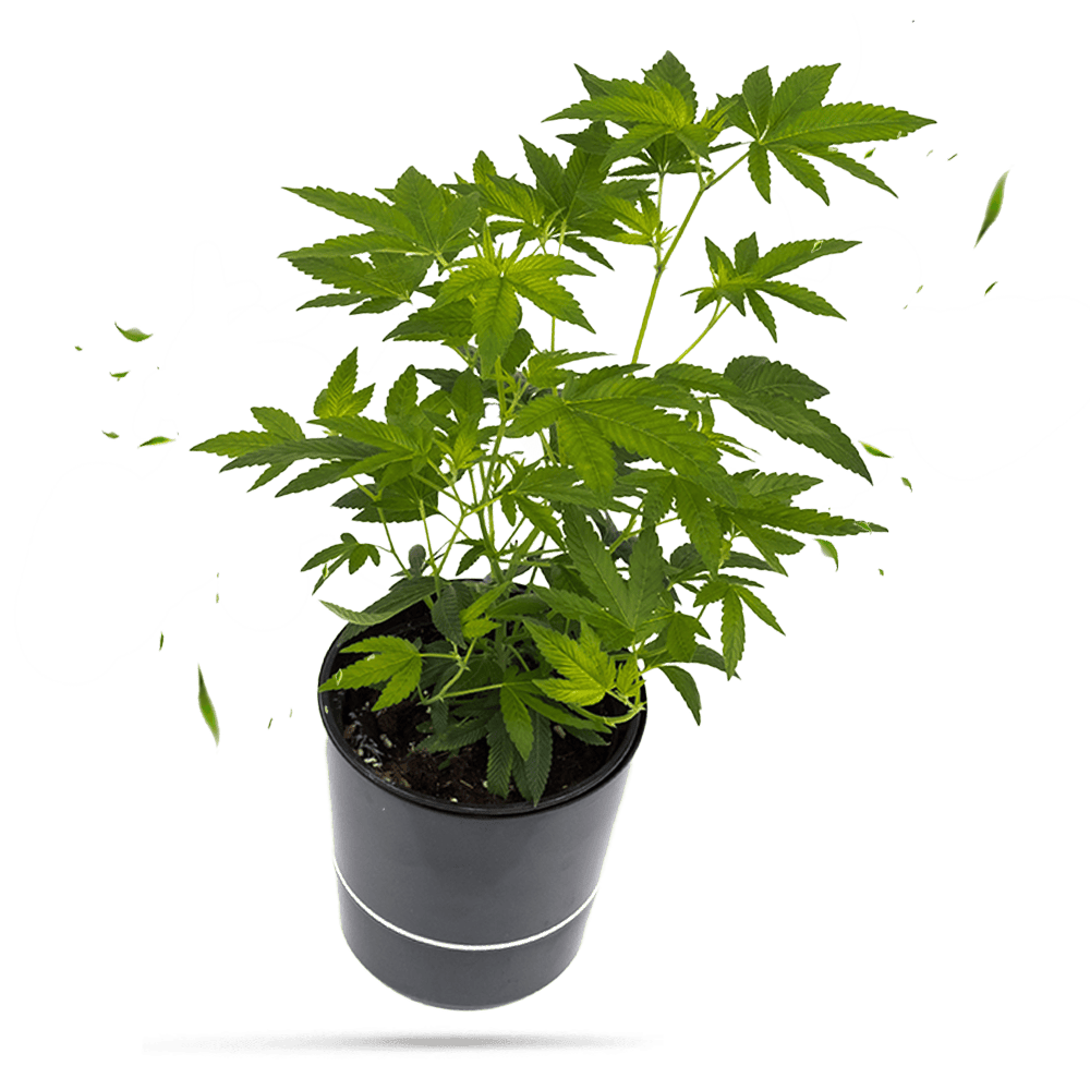 Gelato #45 Steckling - Hanfgarten