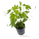 Girl Scout Cookies Steckling