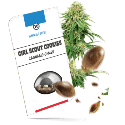 Girls Scout Cookies Samen - Feminisiert - Sensi Seeds