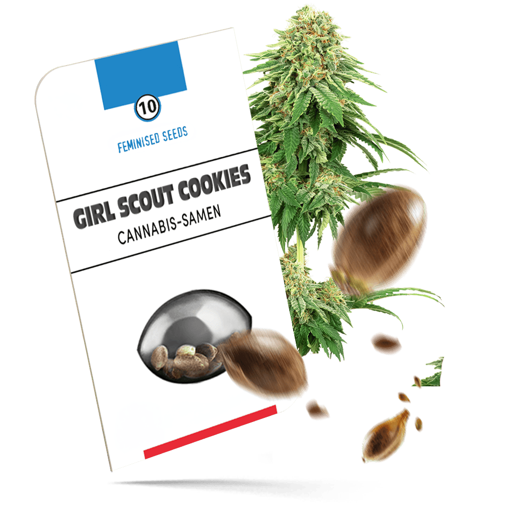 Girls Scout Cookies Samen - Feminisiert - Sensi Seeds