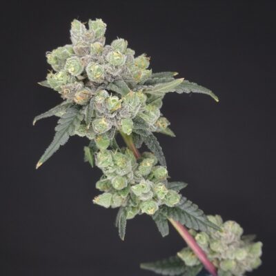 Glueberriez - Alchimia