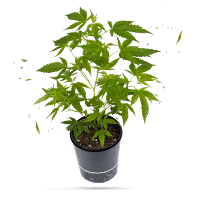 Gorilla Zkittlez Steckling - Hanfgarten