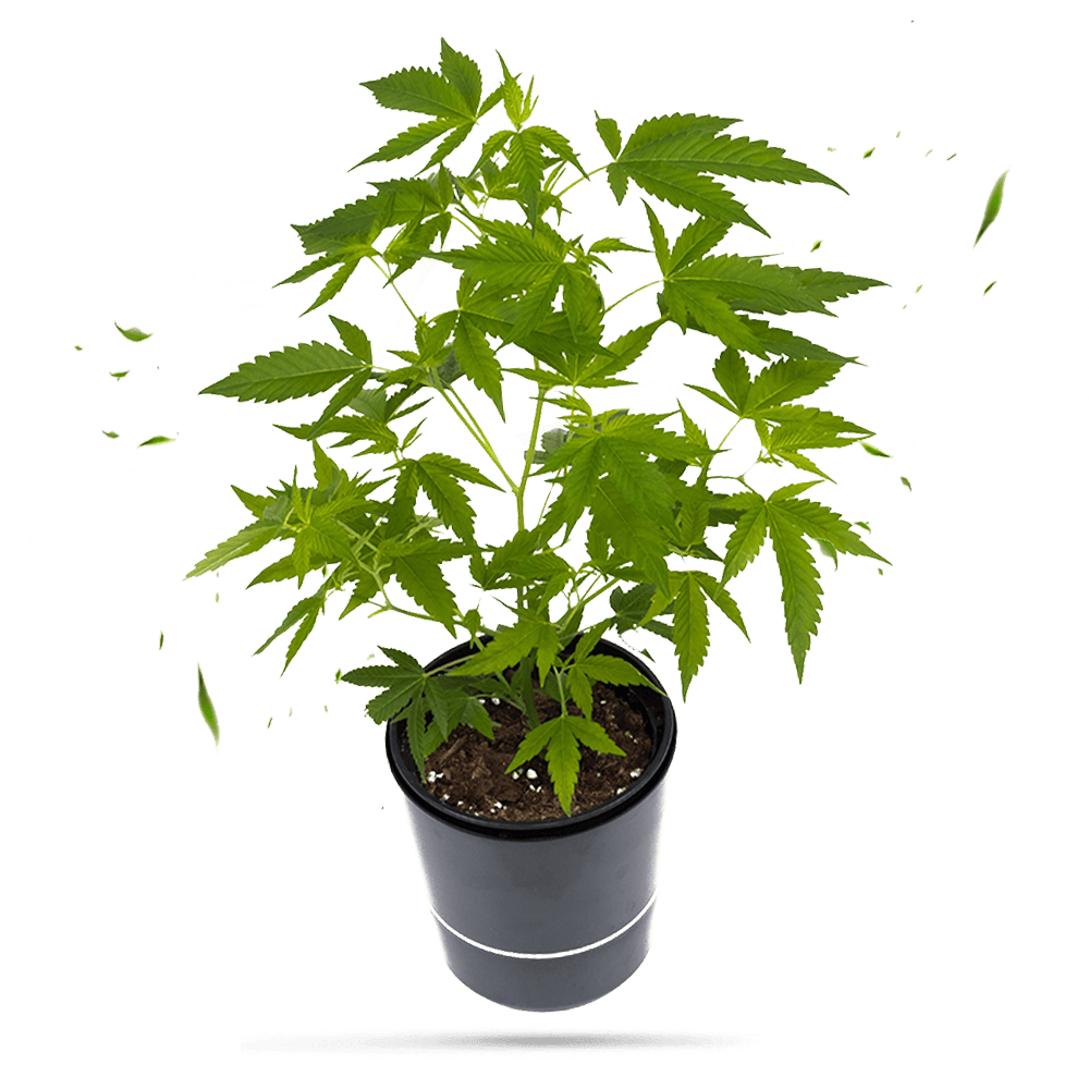 Gorilla Zkittlez Steckling - Hanfgarten