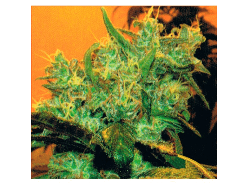 Goxuak Auto - Alchimia