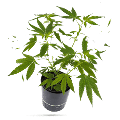 Green Crack Steckling - Greenfield