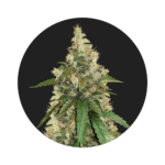 Super Skunk Samen - Autoflower