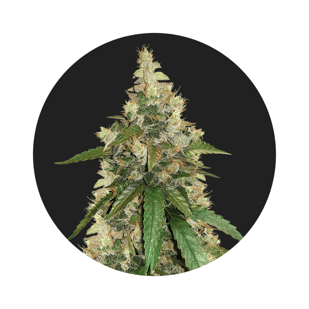 Super Skunk Samen - Autoflower - Happy420