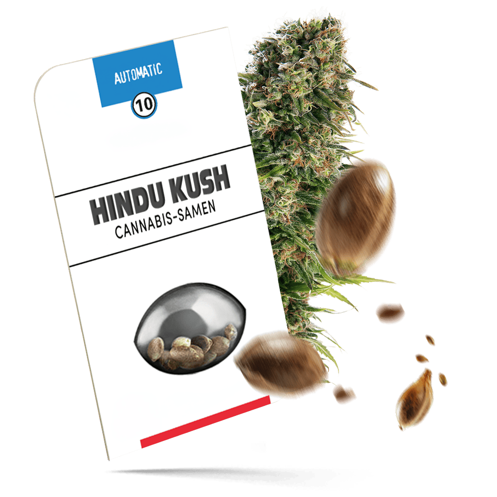 Hindu Kush Samen - Autoflower - Sensi Seeds