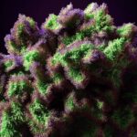 Hybrid - Medizinische Cannabisblüten