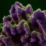 YuvigoCannabisextrakt THC 20 - Cannabissorte