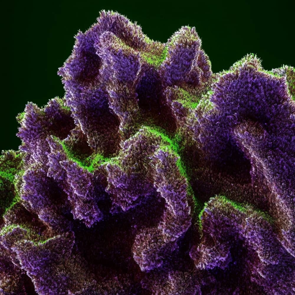 YuvigoCannabisextrakt THC 20 - Cannabissorte