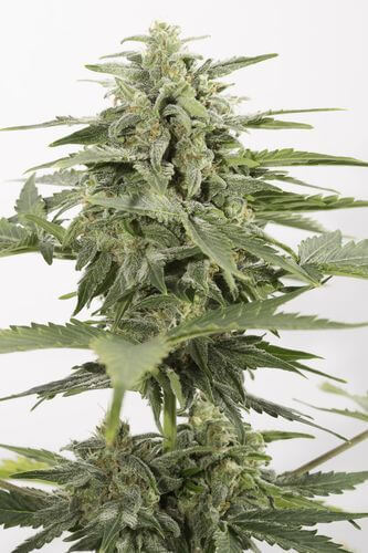 Industrial Plant Auto CBD - Alchimia