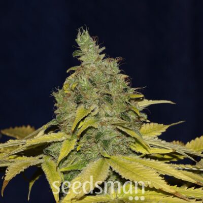 Jack Herer Fast - Alchimia