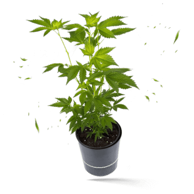 Jack Herer Steckling - Hanfgarten