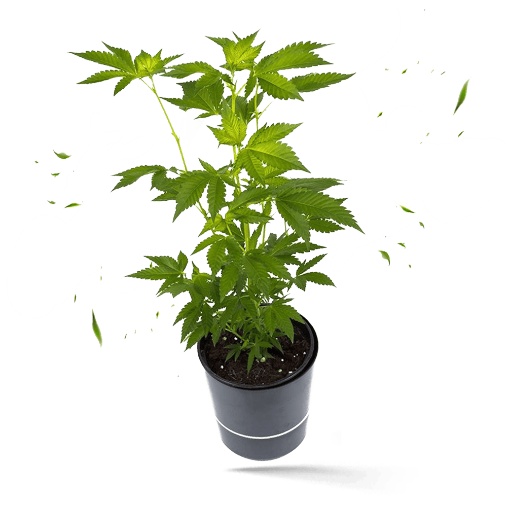 Jack Herer Steckling - Hanfgarten