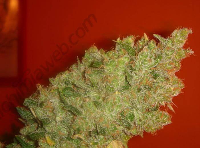 Jack la Mota - Alchimia