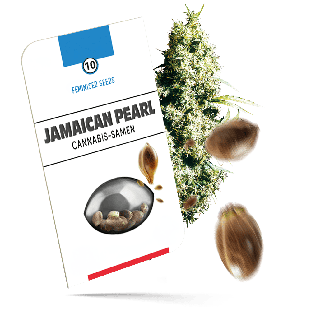 Jamaican Pearl Samen - Feminisiert - Seeds24