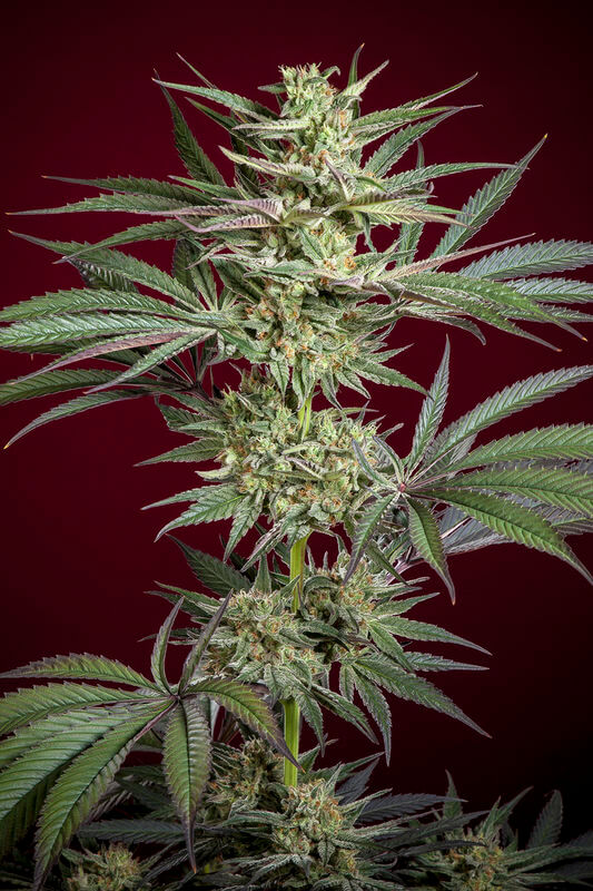 Juanita la Lagrimosa - Alchimia