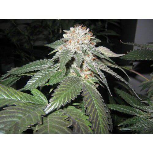 Julius Caesar - Alchimia