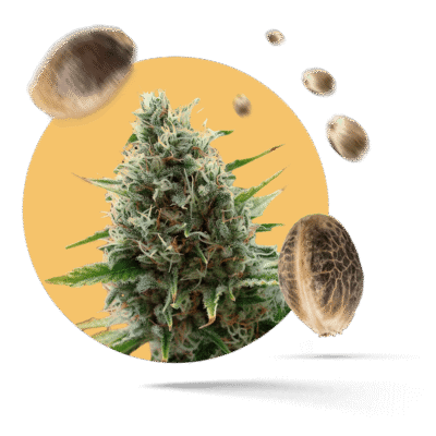 Kama Kush CBD Samen - Feminisiert - Kannabia