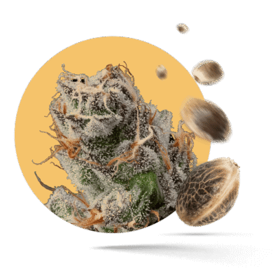 Kickass Samen - Autoflower - Kannabia