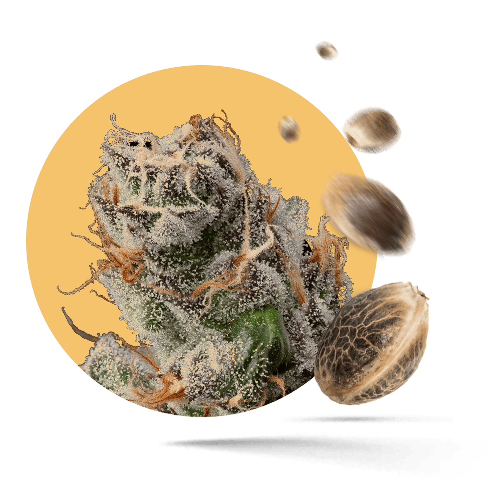 Kickass Samen - Autoflower - Kannabia