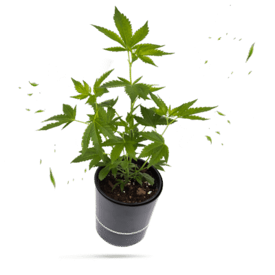 Kosher Kush Steckling - Greenfield