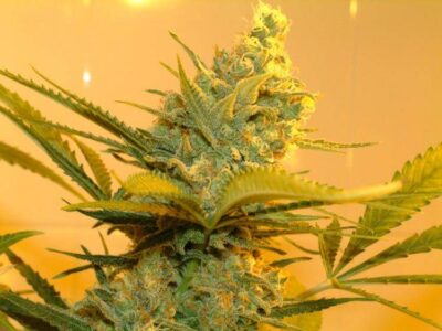 Kritikal Bilbo - Alchimia