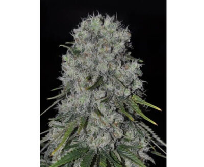 Kritikal Bilbo Auto - Alchimia