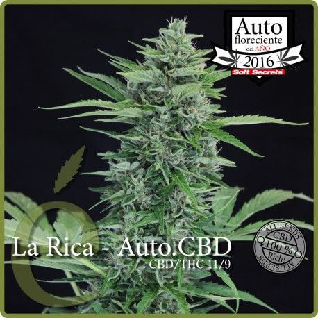 La Rica Auto CBD - Alchimia