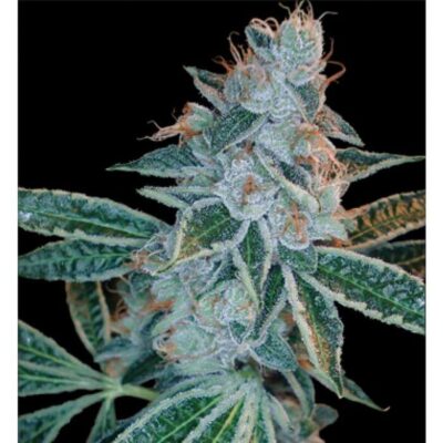 Lemon Og Kush - Alchimia