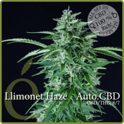 Llimonet Haze Auto CBD - Alchimia