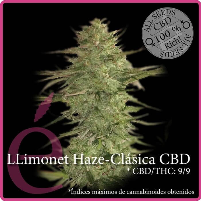 Llimonet Haze CBD - Alchimia