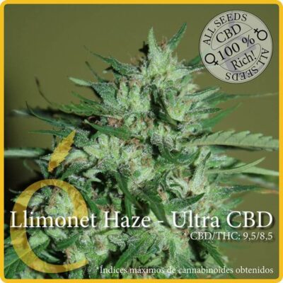 Llimonet Haze Ultra CBD - Alchimia