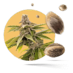 MAC Samen - Autoflower