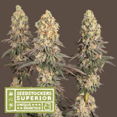 Mack And Crack - Alchimia