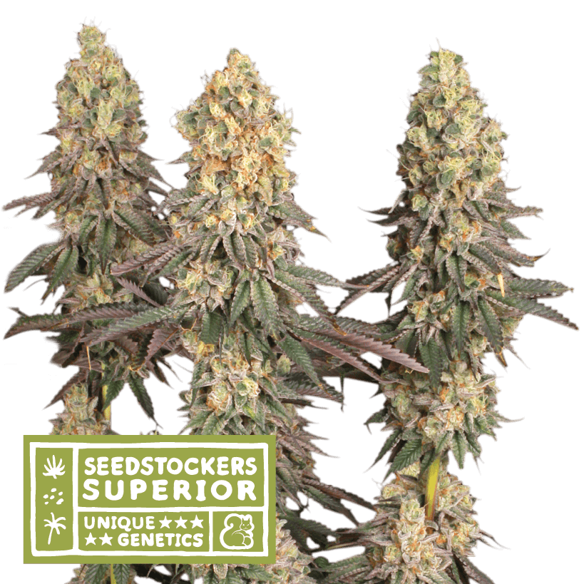 Mack And Crack - Alchimia