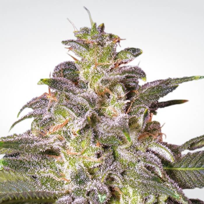Magic Bud - Alchimia