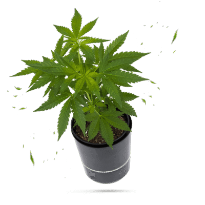 Mandarin Cookies Steckling - Lucky Hemp