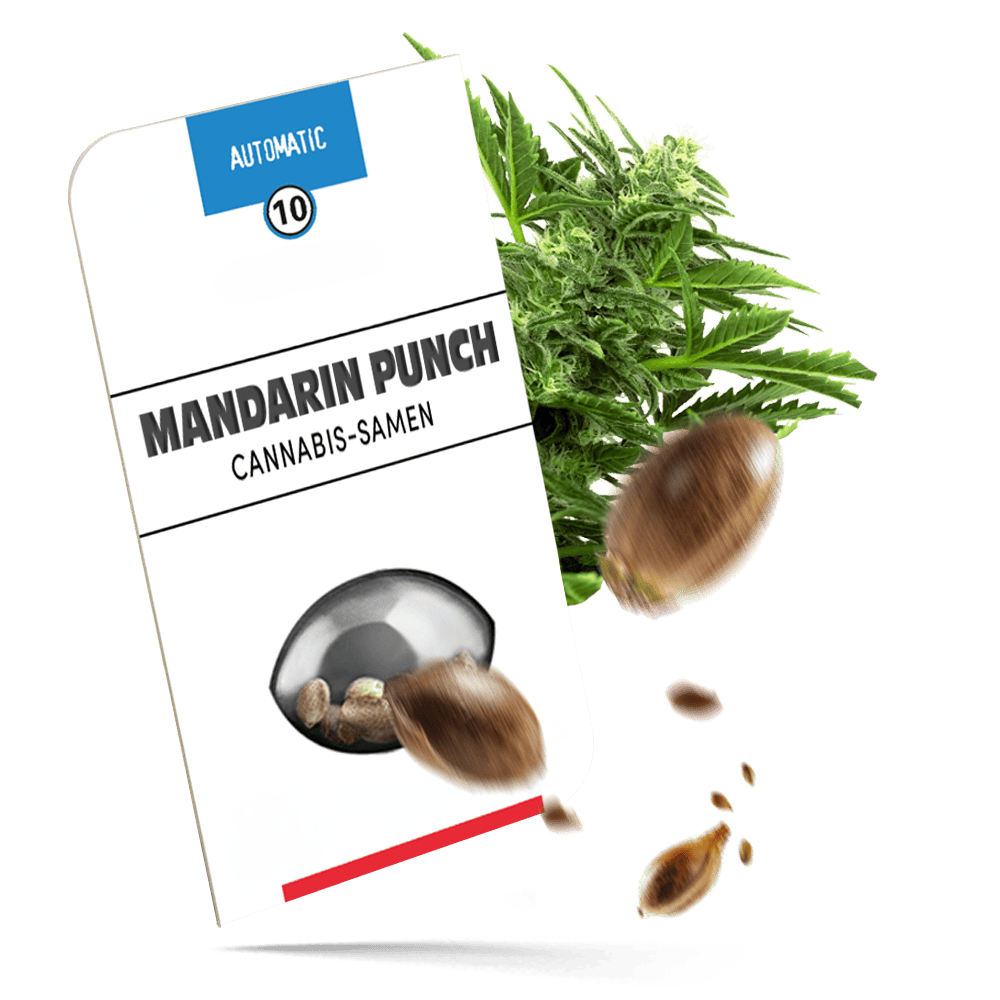 Mandarin Punch Samen - Autoflower - Sensi Seeds
