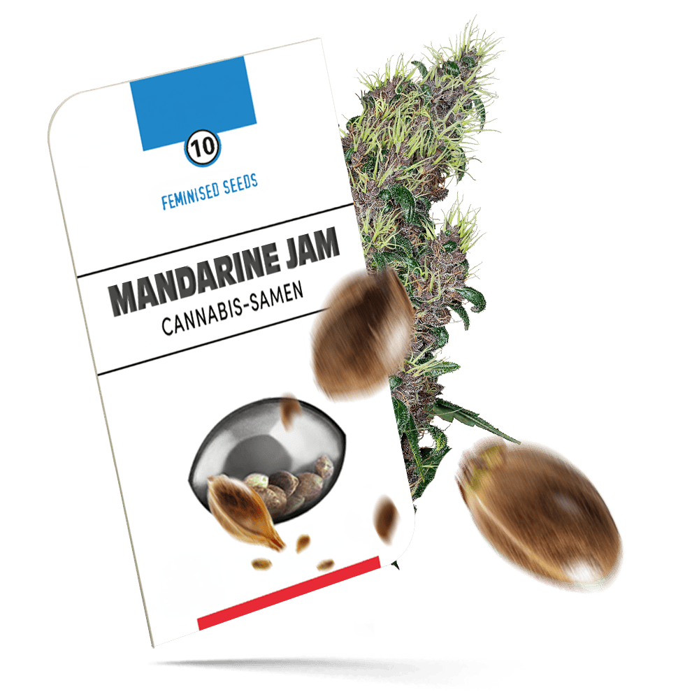 Mandarine Jam Samen - Feminisiert - Sensi Seeds