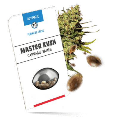 Master Kush Samen - Autoflower - Sensi Seeds