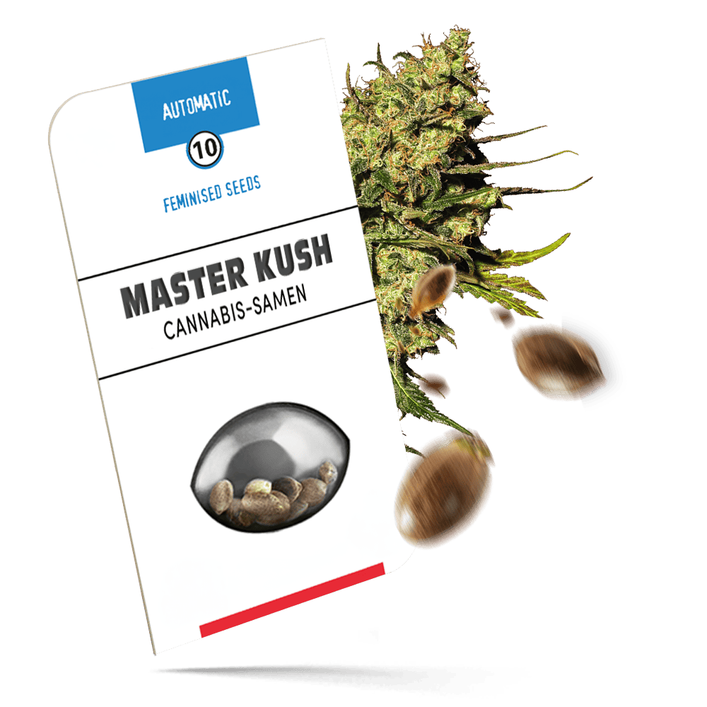 Master Kush Samen - Autoflower - Sensi Seeds